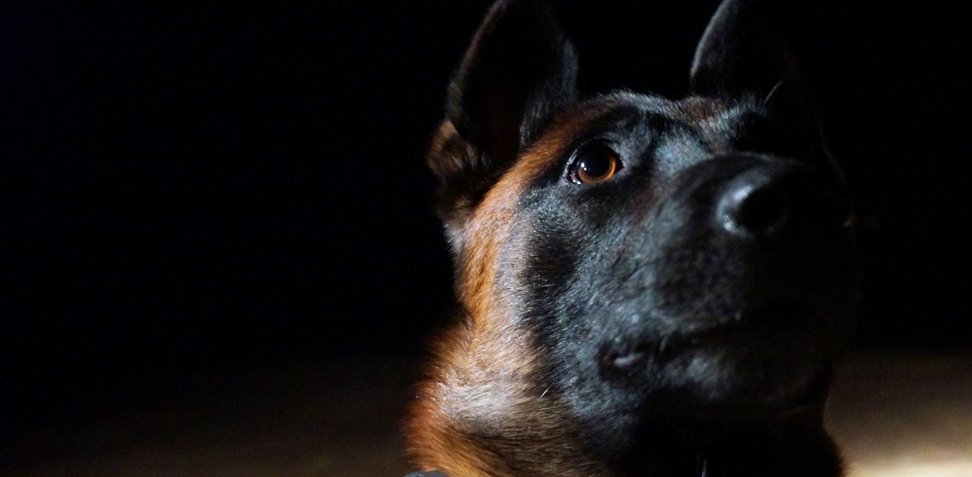 K9 Equipment for Working Dogs Made In Canada