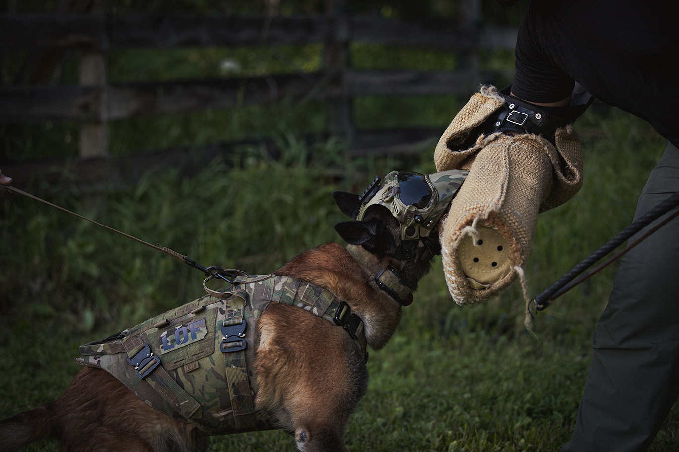 LOF K9 Ops Lead In Action on A Belgian Malinois Police Dog
