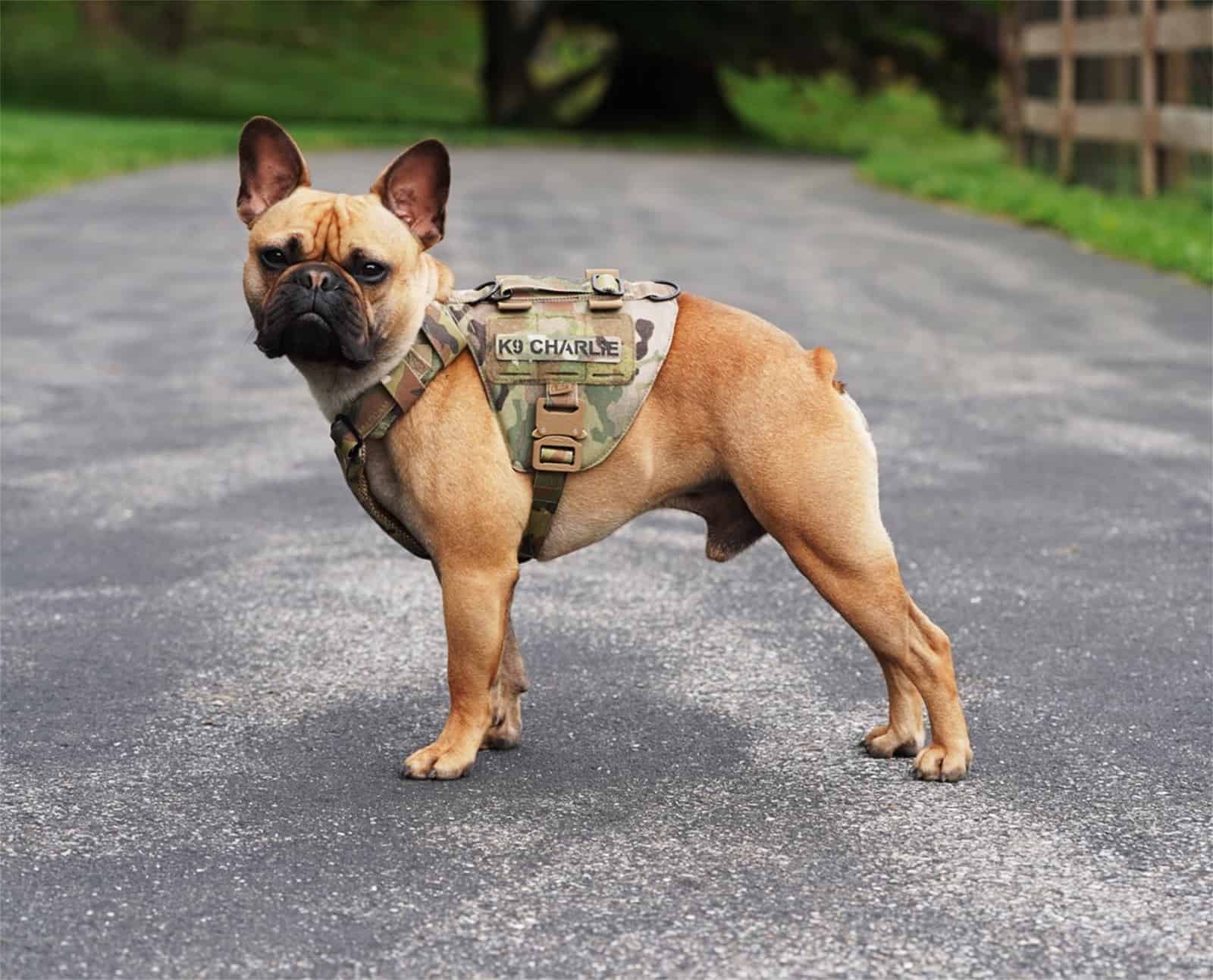 Tactical Armoured K9 Vest - Lightweight and Mobile