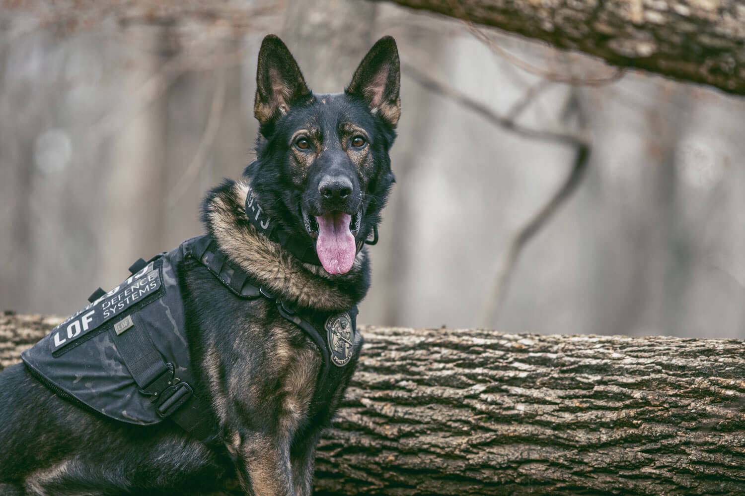 These Protective Coyote Vests for Dogs Help Keep Your Pup Safe