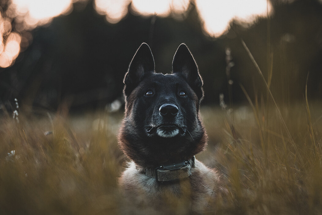Tactical Gear For Working Dogs