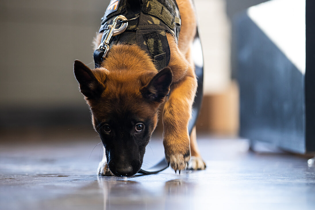 K9 Gear