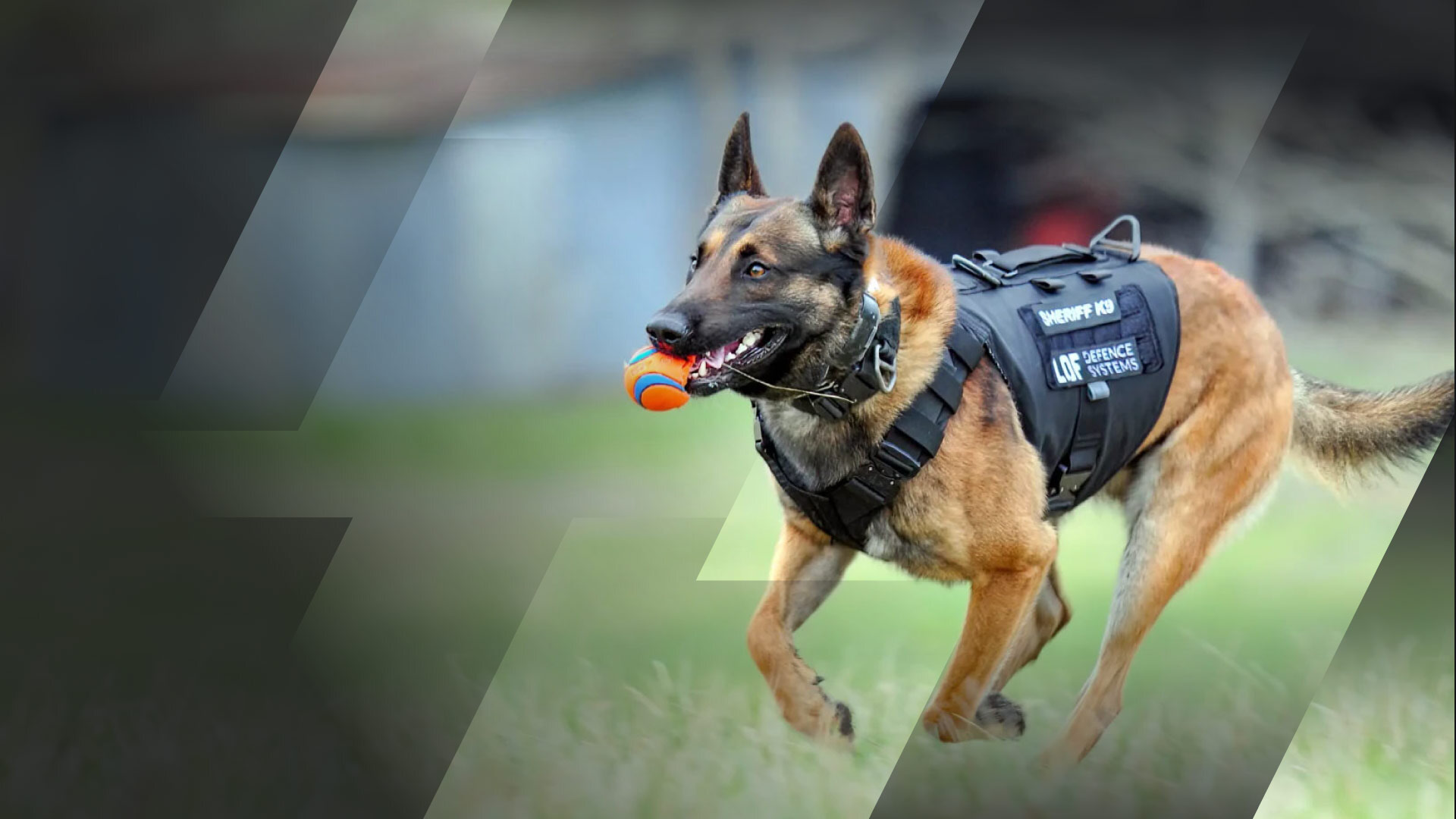 Brady's K9 Fund